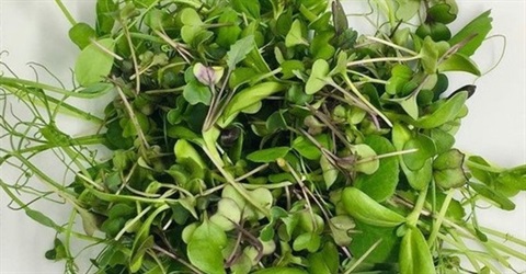 Sprouts